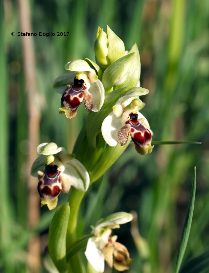 Ophrys umbilicata Desf. subsp. umbilicata [(=O. carmeli) Israele]